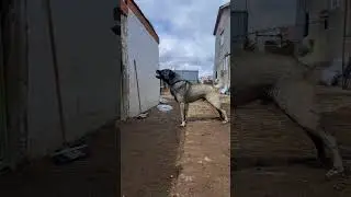 Kya aapko Pitbull Sabse Khatranak Dog Breed Lagta Hai ? 👹 