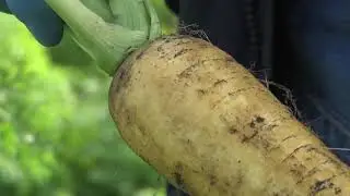 Необычные моркови - МАРМЕЛАД желтый