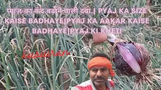 प्याज़ का कंद बढ़ाने वाली दवा | Pyaj Ka Size Kaise Badhaye|Pyaj Ka Aakar Kaise Badhaye|Pyaj Ki kheti