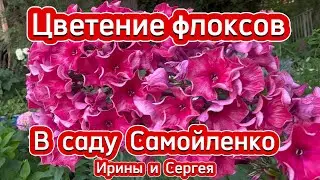 Цветение флоксов в саду Самойленко Ирины и Сергея (часть 1-я)