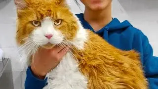 Giant Cat Was Abandoned At The Shelter. Hours Later, The UNTHINKABLE Happens!