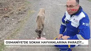 OSMANİYE’de sokak hayvanlarına parazit tedavisi