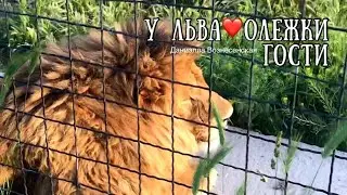 ❤️Красотка ГЕРДА, ЧИП - гость и хозяин АЛИ(Олежка).Львы. Тайган. Life of lions.Taigan.
