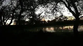 A bird that sings at night