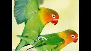 Akhirnya burung Lovebird kawin juga nih
