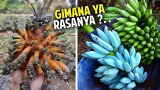 Inilah Buah Paling Unik Di Dunia, Sudah Pernah Memakannya?