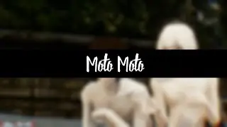 [MMD x Bungou Stray Dogs x Yaoi + DL] || Dazai & Kunikida , Atsushi【Moto Moto】 (Audio DELETED)