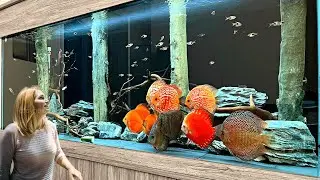 Top 5 Giant Discus Fish Tank for Home Aquarium | Super Clean Discus Tank