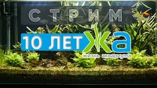 Каналу Жизнь аквариума 10 лет! Юбилейный стрим.