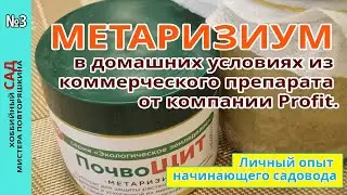 Выращивание Метаризиума в домашних условиях из коммерческого препарата от компании Profit. Мой опыт.