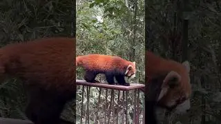 Red Panda in Chengdu, China 