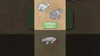 ¿Cuántas especies de ranas crees que existen? 🐸​