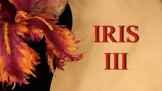 Iris 3. М.К. Ирис из шёлка 3.