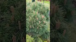 Сосна горная Мопс на штамбе