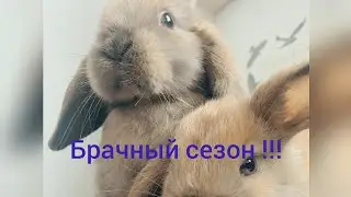 Брачный сезон у кроликов!!!