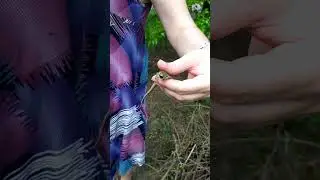 Ручной дракон 🐉