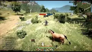 Как поймать лошадь 5 грейда в BlackDesert+Bonus