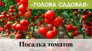 Голова садовая - Посадка томатов