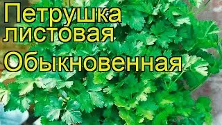 Петрушка листовая Обыкновенная. Краткий обзор, описание характеристик, где купить семена