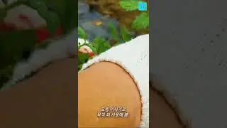 Using kitchen tongs as a seedling transplanter.(주방용 집게를 모종이식기로 사용)