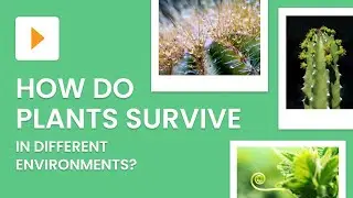 Plant Adaptations Explained | Science | ClickView