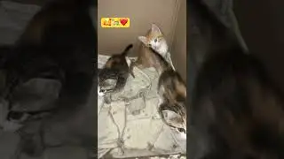 cute babies left the nest. 🐈❤️🐈‍⬛ 