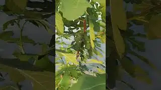 Инжир начинает поспевать 