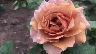 Первая волна цветения роз в моем саду.