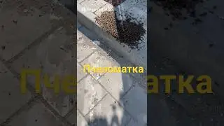 Нашествие пчел в Екатеринбурге