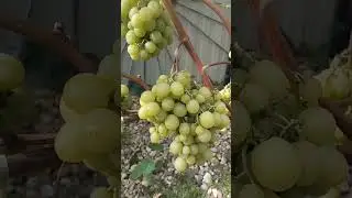 Виноград Прима Украины