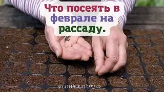 Что посеять в феврале на рассаду.🧐💐