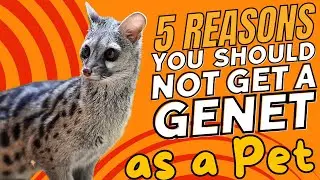 5 Reasons You Should NOT Get a Genet as a Pet 🐾🚫