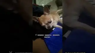 У нашей собачки припадки. Помогите советом, что это?