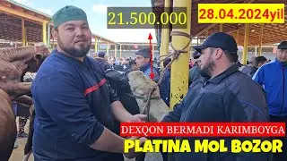 PLATINA MOL BOZOR BUQALAR NARXLARI ZO‘R BO‘LDI KARIMBOY BOZORNI SINDIRDI 36.500 SO‘M TAROZGA