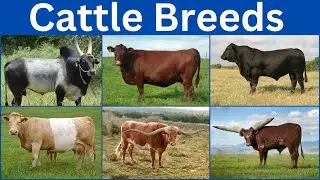 Most Beautiful Cattle Breeds || Cattle Breeds From Every Countries