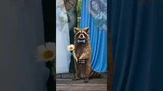 Raccoon Crashes Wedding with Fauna Fables | Animal Speed Edit #photoshop #shorts