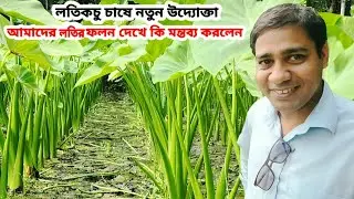 নতুন উদ্যোক্তা লতির ফলন দেখে কি মন্তব্য করলেন ? | কচু চাষ পদ্ধতি | Kochu Chas  @atikagro95