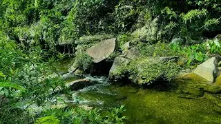 Tranquil Stream Sounds and Birds Singing | Healing Nature Sounds for Deep Focus
