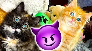 Kittens Vs Television Soundbar, 8 lives to go!🙀😈🥺
