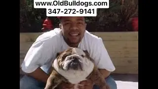 THE MASTER OF ALL BULLDOGS SAID HE DON’T HAVE FRIENDS. WE DON’T TRUST YOU LYING HUMANS OVER HERE.