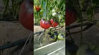 Томат Kas 21