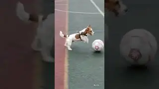 Джек Рассел терьер Кузя играет в футбол 🏈