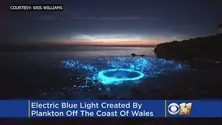 Great Video: Plankton Creates Electric Blue Light In Water
