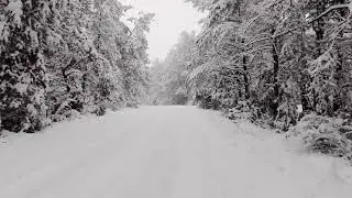 Зимний лес. Футаж для видеомонтажа 