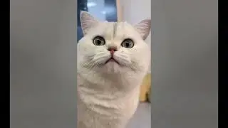 Cute Cat Compilation 🐈| Beautiful Cat| Humpty Hobbies