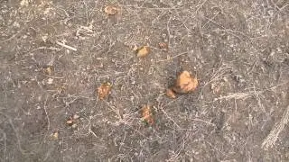 Алиса и Соня на реке Голодной запускаем змея и играем