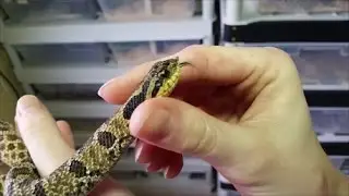 An Intro to Hognose Snakes! (Plus Easterns vs Westerns)