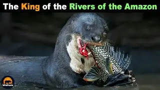 Giant Otter - One of the Most Dangerous Animals in the Amazon