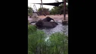 Asian Elephants water wrestling mum and baby