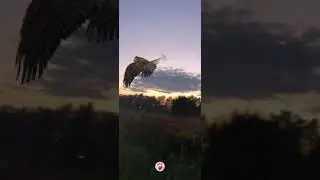 Орёл хааста